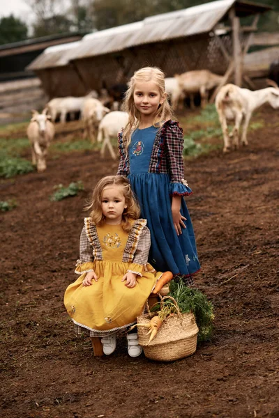 Niños Lindos Hermosos Vestidos Sentados Banco Una Granja Sobre Fondo — Foto de Stock