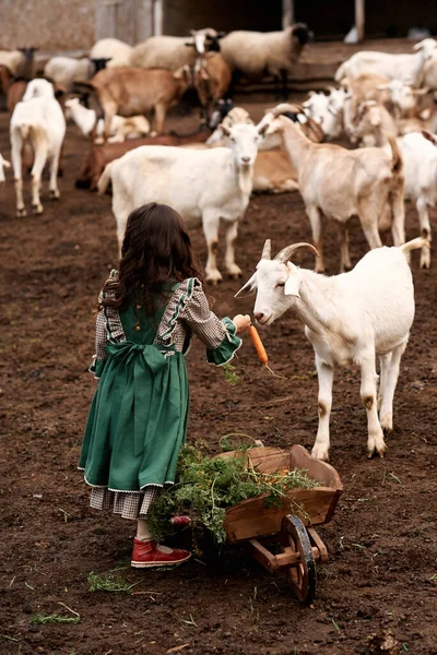 Aranyos Gyermek Gyönyörű Zöld Ruhák Séta Gazdaságban Háttérben Kecskék — Stock Fotó