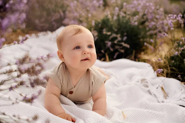 라벤더 들판에 아기의 — 스톡 사진