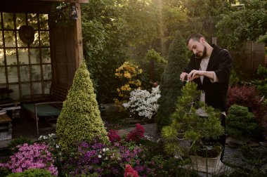 Genç bir adam bonsai bahçesindeki yeni bir bonsai ağacının dallarını süslemek için makas kullanıyor.