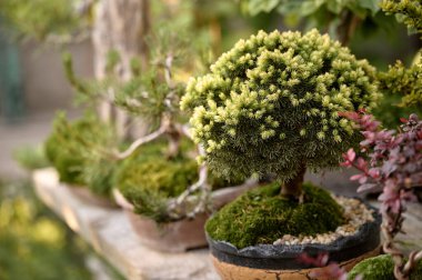 Bonsai ağacı bahçede bir tencerede yetişiyor. 