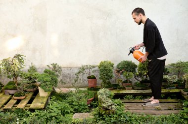 Bonsai bahçesinde beyaz arka planda bonsai ağacı sulayan yakışıklı bir genç.