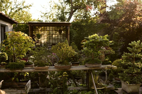 Μπονσάι Φυτρώνει Μια Γλάστρα Έξω Έναν Κήπο — Φωτογραφία Αρχείου