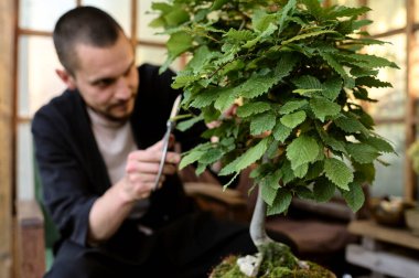 Genç bir adam bahçe evindeki yeni bir bonsai ağacının dallarını süslemek için makas kullanıyor.