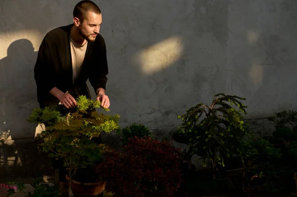 Young Man Use Scissors Decorate Branches New Bonsai Tree Sun — Foto Stock