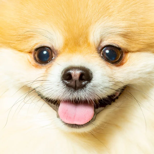 Detailní záběr šťastného německého Spitze psa — Stock fotografie