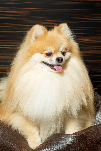 Pomeranian spitz. Cute fluffy charming red-haired Pomeranian Spitz in full growth on white background. Caring for a pet. — Stock Photo, Image