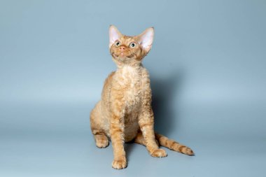 Komik kedi ırkı Devon Rex mavi arka planda oturuyor