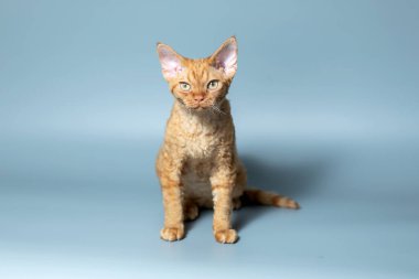 Komik kedi ırkı Devon Rex mavi arka planda oturuyor
