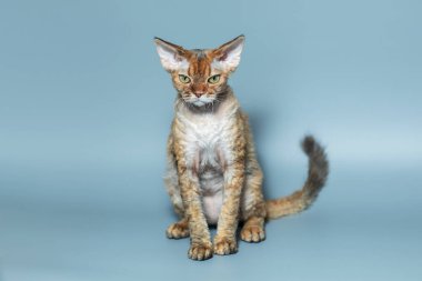 Komik kedi ırkı Devon Rex mavi arka planda oturuyor