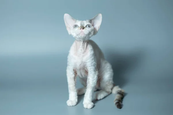 Vicces macska tenyészt Devon Rex ül -on egy kék háttér — Stock Fotó