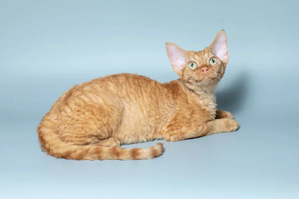 Komik kedi ırkı Devon Rex mavi arka planda oturuyor — Stok fotoğraf