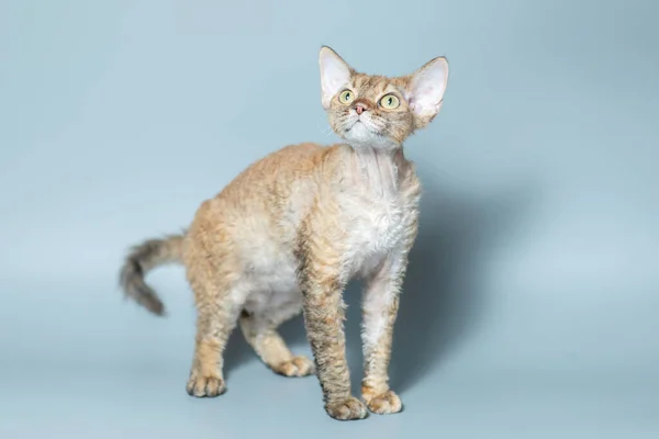 Vicces macska tenyészt Devon Rex ül -on egy kék háttér — Stock Fotó