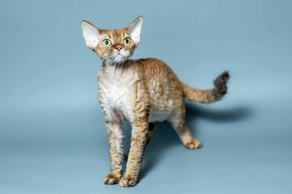 Gato engraçado raça Devon Rex sentado em um fundo azul — Fotografia de Stock