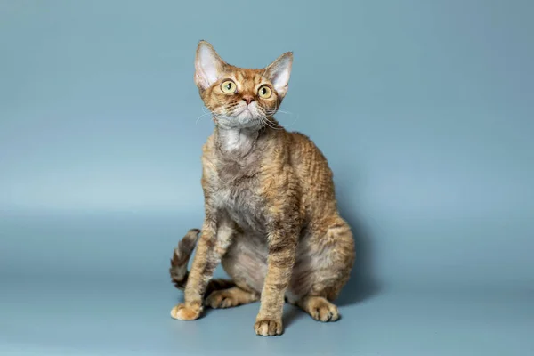 Komik kedi ırkı Devon Rex mavi arka planda oturuyor — Stok fotoğraf