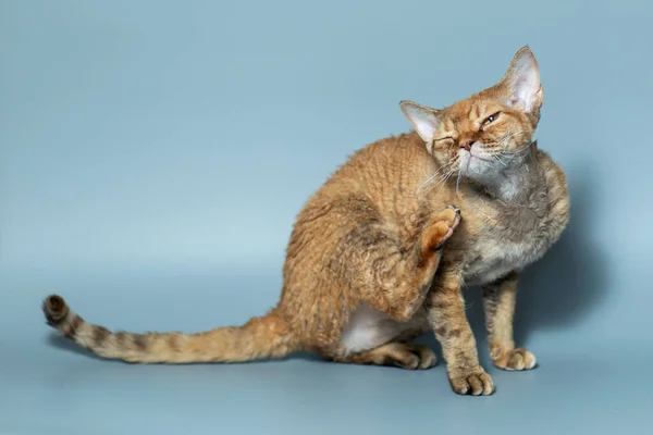 Śmieszny kot rasa Devon Rex siedzi na niebieskim tle — Zdjęcie stockowe