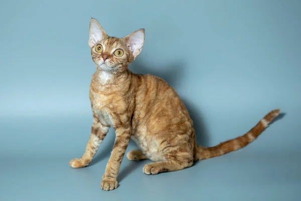 Komik kedi ırkı Devon Rex mavi arka planda oturuyor — Stok fotoğraf