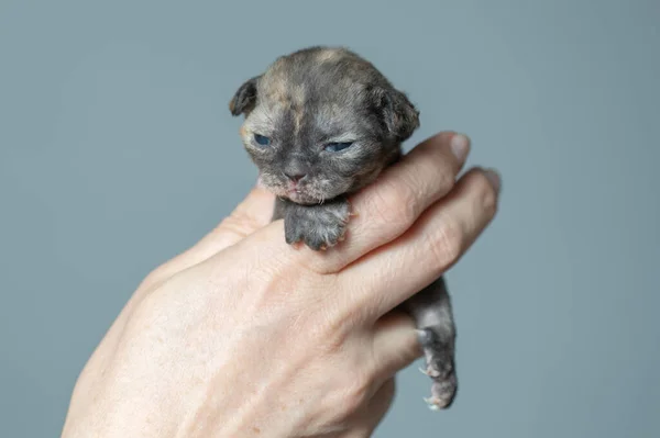Un gattino Devon Rex in mani sfondo grigio — Foto Stock