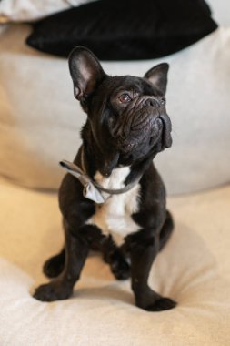 Fransız buldog köpek resmi dışarıda asfaltta duruyor. Doğal ışıkta çekilen