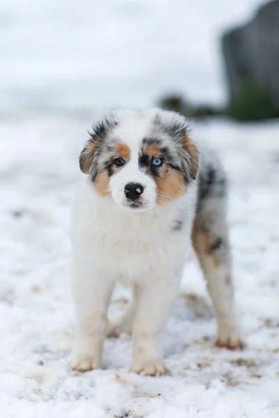 Australian shepherd blue merle puppy playing in the snow — Stock Photo, Image