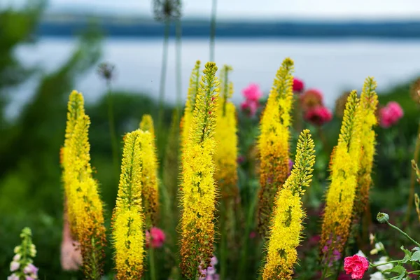 Lírios raposas. Velas do deserto, Eremurus . — Fotografia de Stock