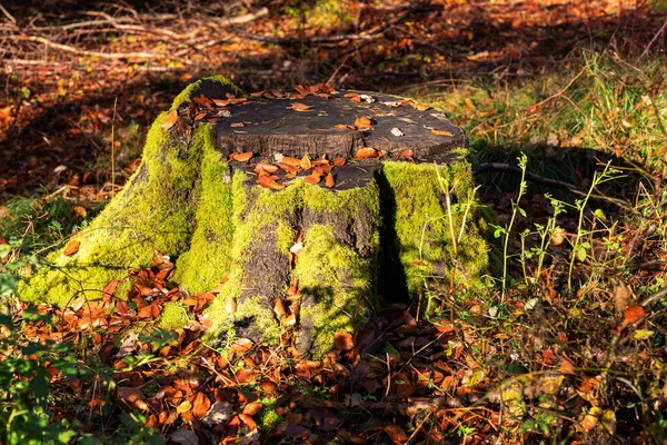 Ormanda yaşlı kayın ağacı kütüğü — Stok fotoğraf