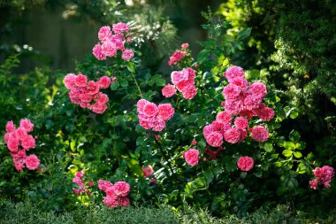 Arka plandaki gül çiçeği gül bahçesindeki pembe güller bulanık. Doğa.