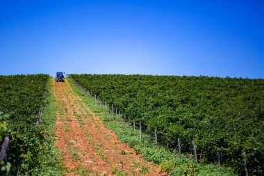 Yaz sırasında üzüm bağları arasında mavi traktör