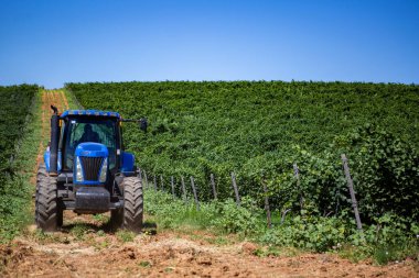 Yaz sırasında üzüm bağları arasında mavi traktör