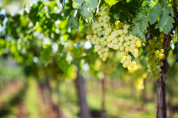 Białych winogron zwisające z zielony winorośli z winnicy niewyraźne tło — Zdjęcie stockowe