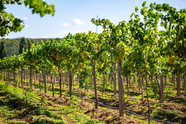 Winogrona białe w winnicy — Zdjęcie stockowe