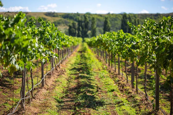Виноград белого цвета в винограднике Стоковое Изображение
