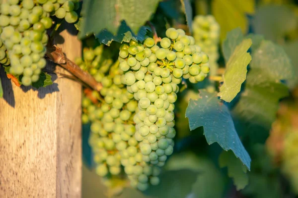 Grandes cachos de uvas de vinho tinto pendurados em uma velha vinha em luz quente da tarde . — Fotografia de Stock