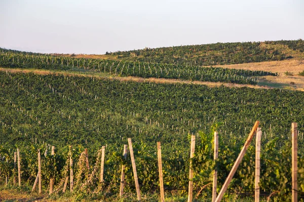 Rangées dans un vignoble, motif naturel au-dessus d'un drone. Vue aérienne des rangées de vignobles. — Photo