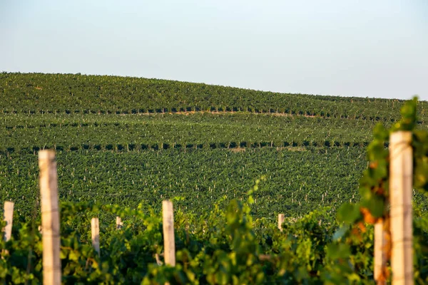 Řádky na vinici, přirozený vzor shora z trubce. Letecký pohled na řady vinic. Royalty Free Stock Obrázky
