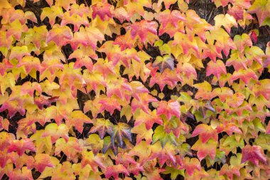 Güzel sonbahar arkaplanı. sarmaşık ya da yabani üzüm yaprakları. Sonbahar konsepti. kopyalama alanı. dizayn için şablon
