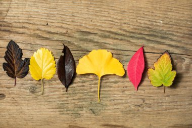 Güzel sonbahar arka plan ile renkli akçaağaç eski ahşap tahta üzerinde yapraklar. Üst, düz sarkan iki akçaağaç yaprağı yatıyordu