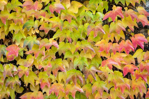 Schöner Herbsthintergrund. Orangenblätter von Efeu oder wilden Trauben. Herbstzeitkonzept. Kopierraum. Vorlage für Design — Stockfoto