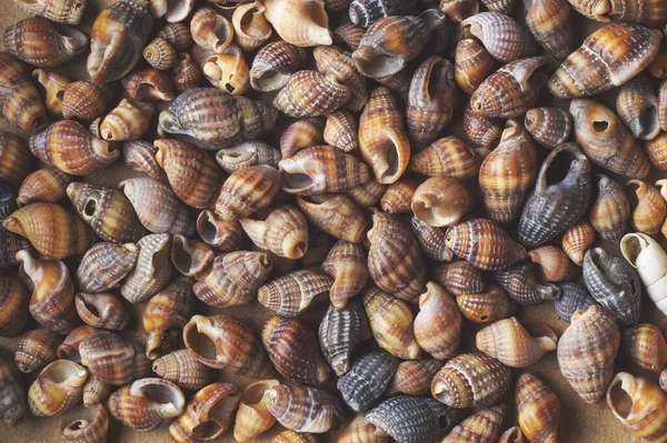 Fondo Muchas Conchas Marinas Idénticas Fotos de stock libres de derechos