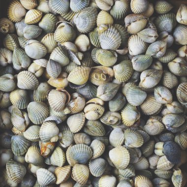 Birçok deniz kabuğunun arkaplanı