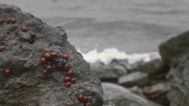 Coccinella septempunctata. Deniz kenarındaki bir taşın üzerindeki böcekler.. 
