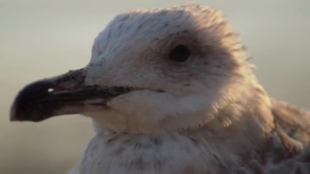 Larus Marinus 水边的鸟 — 图库视频影像