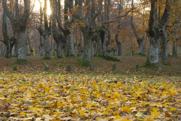 Bosque Hayas Otoo Parque Natural Urkiola Euskadi — Stockfoto