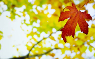 Yellow leaf in autumn with trees in the background clipart