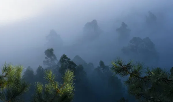 Nebel Zwischen Den Bäumen Von Bakio Bizkaia — Stockfoto