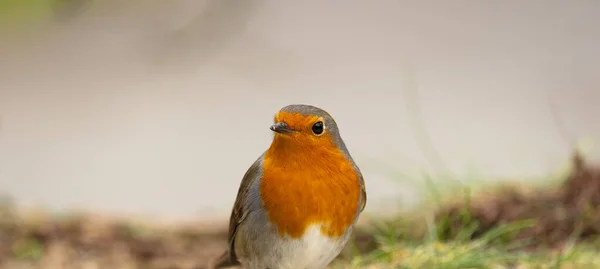 Robins Nella Foresta Del Monte Ulia Euskadi — Foto Stock