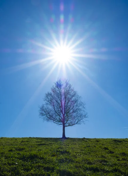 Hinterleuchteter Baum Die Sonne Morgen Mit Birke Euskadi — Stockfoto
