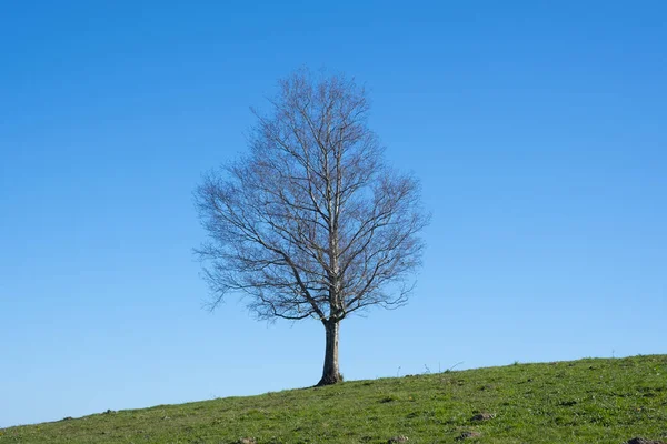 Einsame Birke Auf Einer Wiese Euskadi — Stockfoto