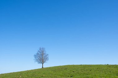 Çayırdaki tek huş ağacı, Euskadi.