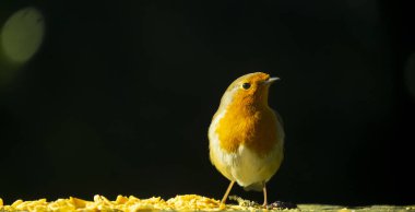 Ulia Dağı, Euskadi Ormanı 'ndaki Robin' ler